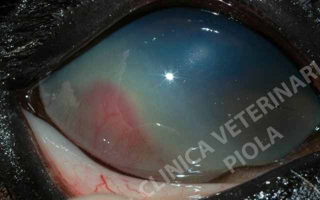 Ascesso corneale endoteliale 2